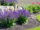 A rain garden featuring native plants and a rock border, designed to manage stormwater runoff in a residential yard.